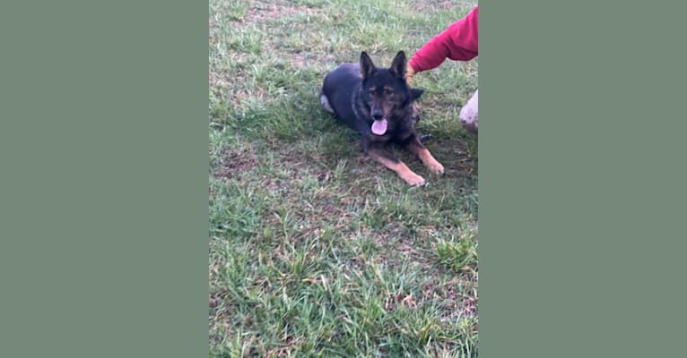 Major, a German Shepherd Dog tested with EmbarkVet.com