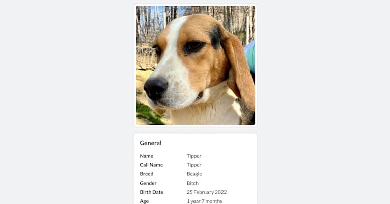 Tipper, a Beagle tested with EmbarkVet.com