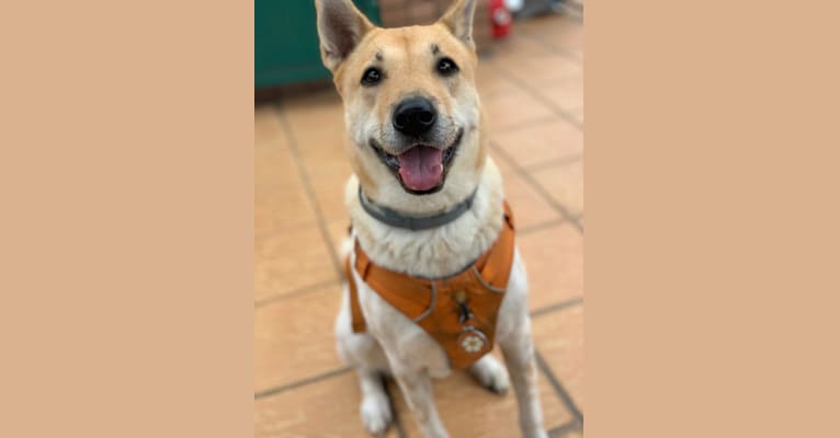 Sandie, a Hong Kong Village Dog tested with EmbarkVet.com
