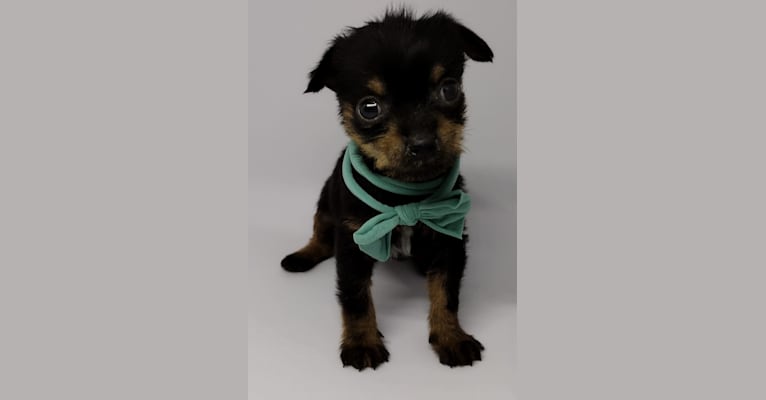 Saejin, a Chihuahua and Rat Terrier mix tested with EmbarkVet.com