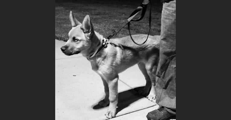 Canyon, a Siberian Husky and Saint Bernard mix tested with EmbarkVet.com