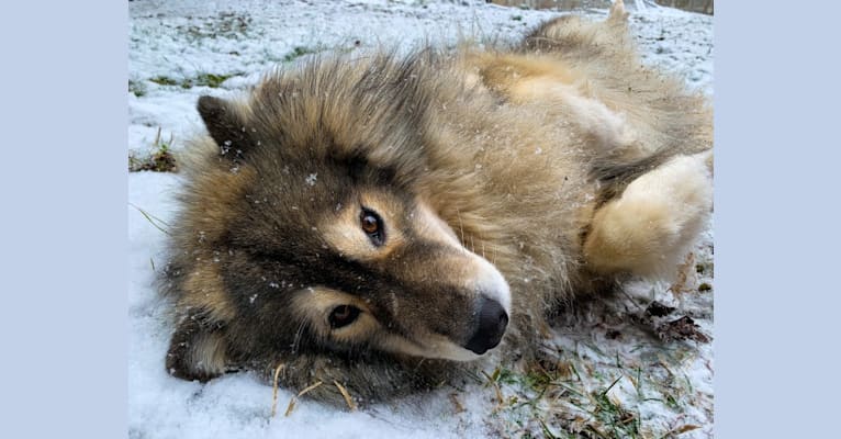 Theo, a Siberian Husky tested with EmbarkVet.com