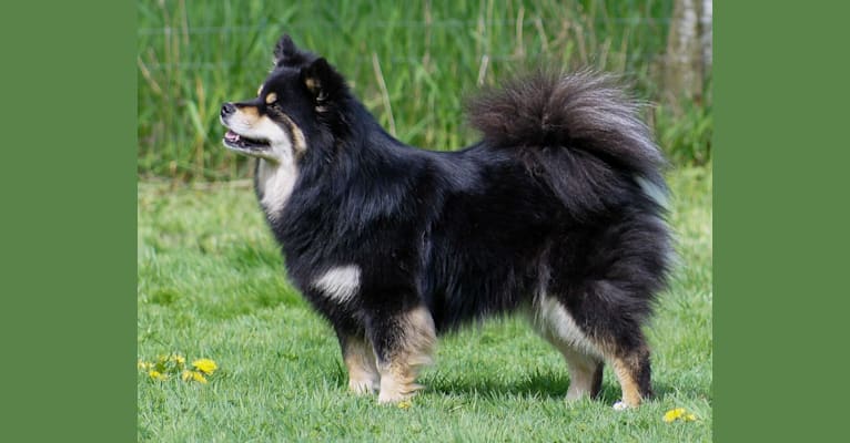 Bearspaw Innovations So Zesty (Sulo), a Finnish Lapphund tested with EmbarkVet.com