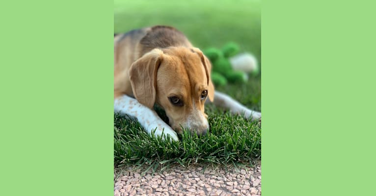 Marlo, a Beagle and German Shepherd Dog mix tested with EmbarkVet.com