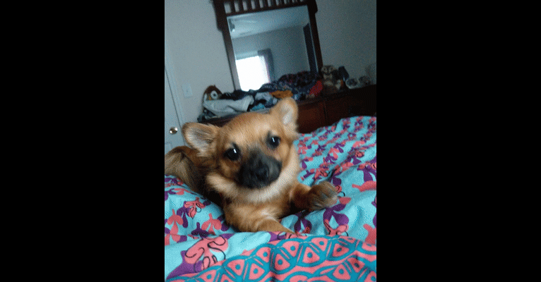 Embark Dog DNA Test Breed
