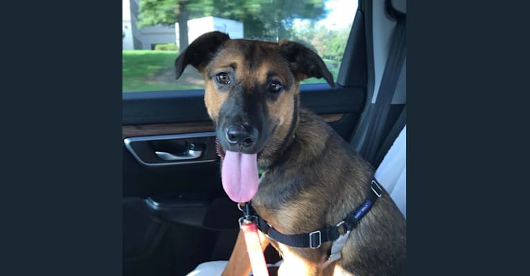 Louie, an Australian Cattle Dog and Labrador Retriever mix tested with EmbarkVet.com