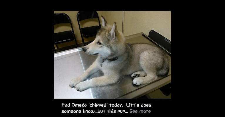 Omega a dog tested with EmbarkVet.com