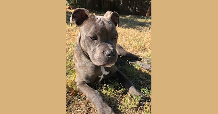 Tommy Lee, an American Bully tested with EmbarkVet.com