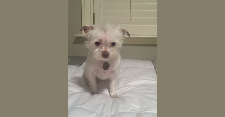 Casper, a Chihuahua and Pomeranian mix tested with EmbarkVet.com