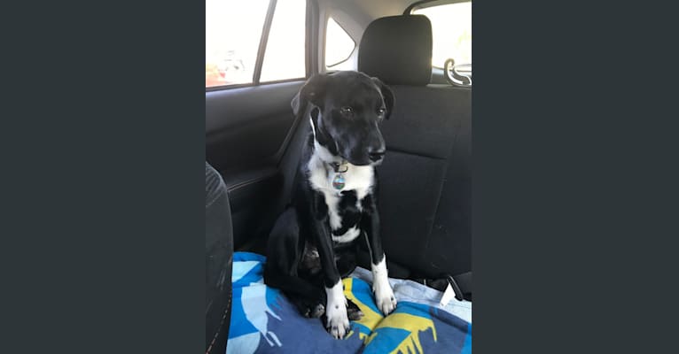 Ralph, an Australian Cattle Dog and American Pit Bull Terrier mix tested with EmbarkVet.com
