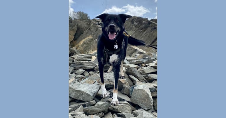 Photo of Murphy, an Australian Cattle Dog, Great Pyrenees, and Border Collie mix in Nevada, USA
