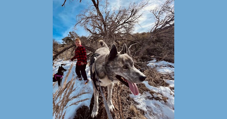 Huginn, a Siberian Husky and American Pit Bull Terrier mix tested with EmbarkVet.com