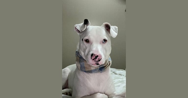 Casper, an Australian Cattle Dog and American Pit Bull Terrier mix tested with EmbarkVet.com