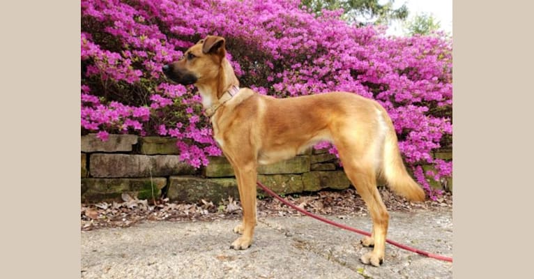 Gilly, a German Shepherd Dog and Boxer mix tested with EmbarkVet.com