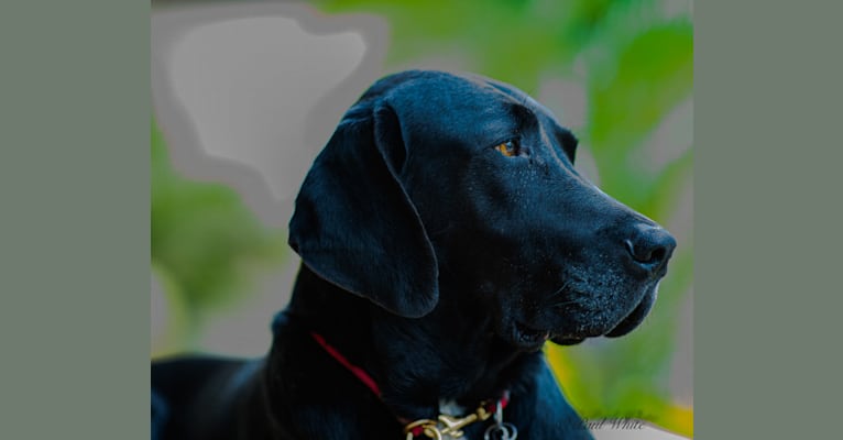 Joey, a Labrador Retriever and American English Coonhound mix tested with EmbarkVet.com