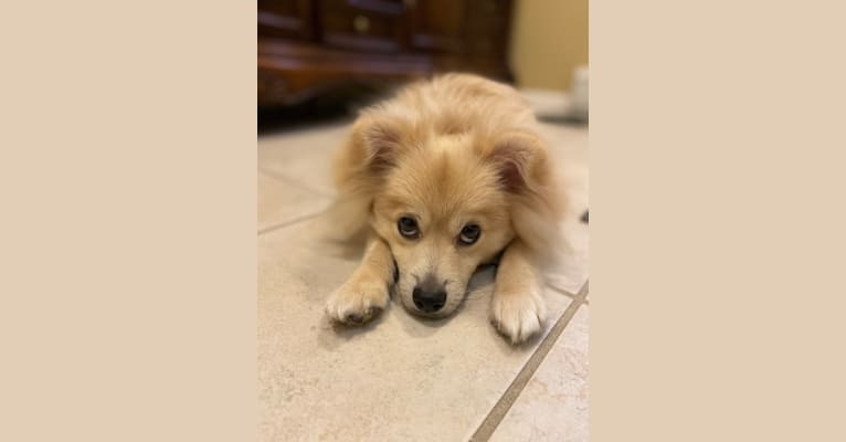 Archie, a Pomeranian and American Eskimo Dog mix tested with EmbarkVet.com