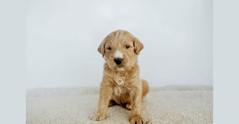 Bella, a Goldendoodle tested with EmbarkVet.com