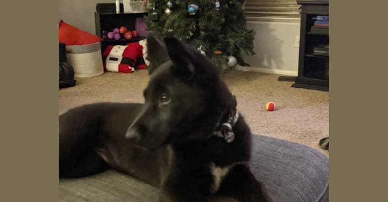 Samus, a German Shepherd Dog and Siberian Husky mix tested with EmbarkVet.com