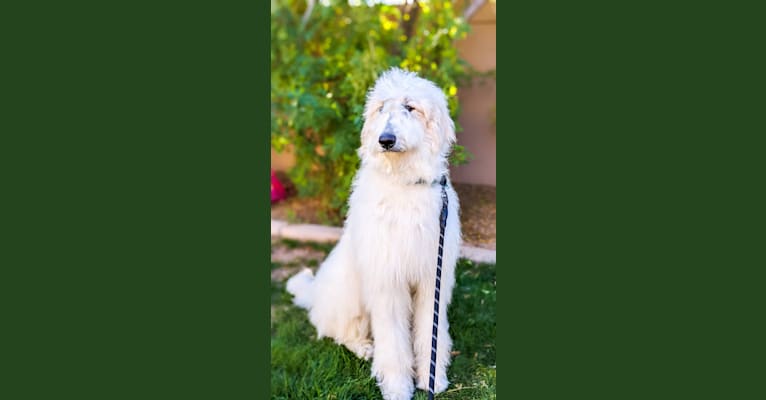 Luna, a Great Pyrenees and Poodle (Standard) mix tested with EmbarkVet.com