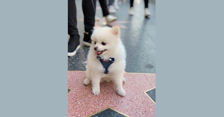 Turbo, a Pomeranian tested with EmbarkVet.com