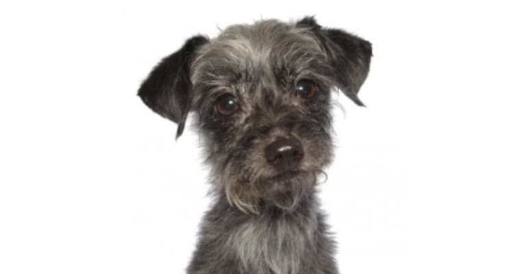Sparky, a Chihuahua and Poodle (Small) mix tested with EmbarkVet.com