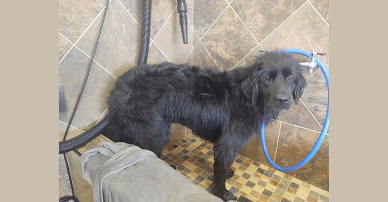 Molly, a Newfoundland tested with EmbarkVet.com