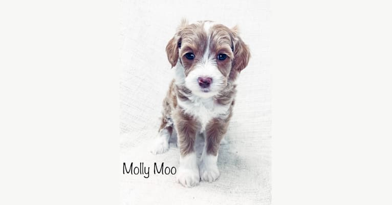 Molly Moo, a Goldendoodle tested with EmbarkVet.com