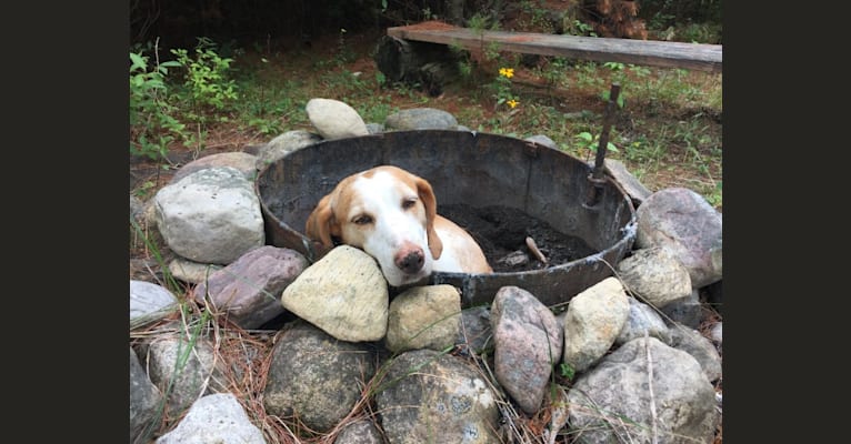 Lizzie, an American Foxhound tested with EmbarkVet.com