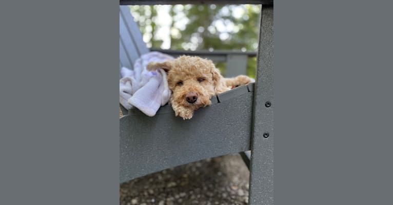 Cocomelon, a Poodle (Small) and Lhasa Apso mix tested with EmbarkVet.com