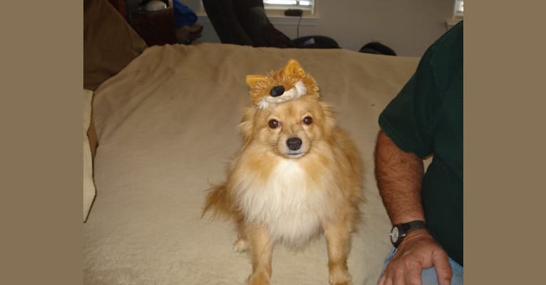 Photo of Teddy, a Pomchi (8.9% unresolved) in San Tan Valley, Arizona, USA