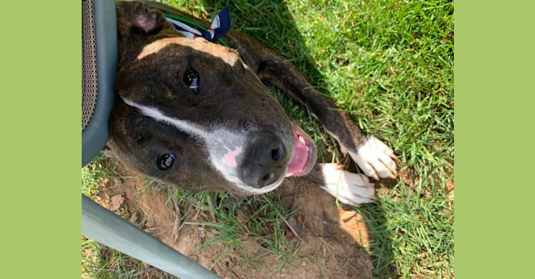 Chidi Buddy, an American Bully tested with EmbarkVet.com