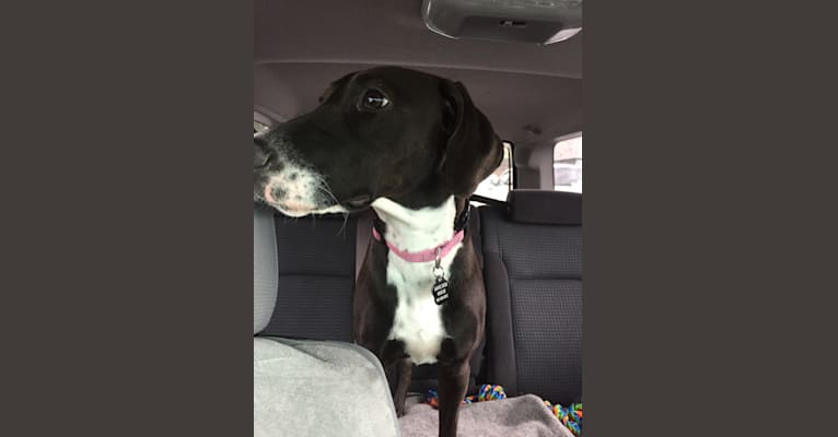 Photo of Sophie, a Doberman Pinscher and American Pit Bull Terrier mix in Texas, USA