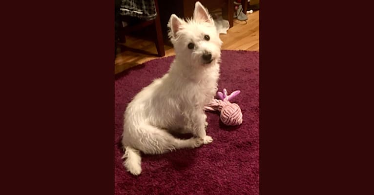 Macy Doom, a West Highland White Terrier tested with EmbarkVet.com