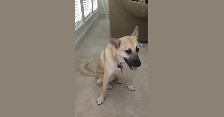 Kahlua, a Staffordshire Terrier and Labrador Retriever mix tested with EmbarkVet.com