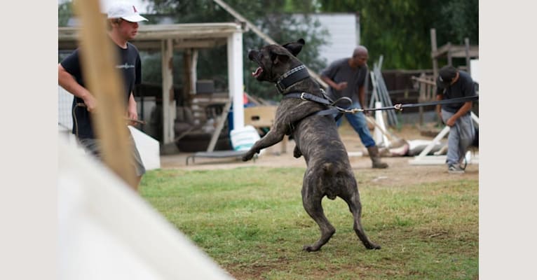 Artie, a Cane Corso tested with EmbarkVet.com