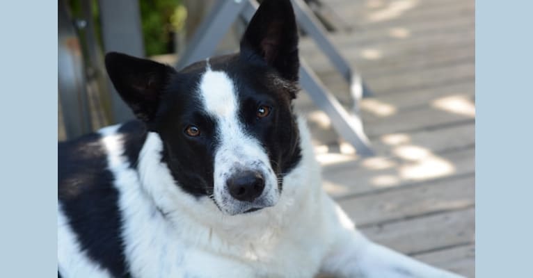 Teddy, an Australian Cattle Dog and Border Collie mix tested with EmbarkVet.com