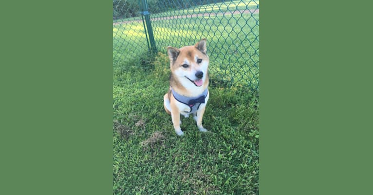 Photo of Tyler, a Shiba Inu  in St. Augustine, Florida, USA