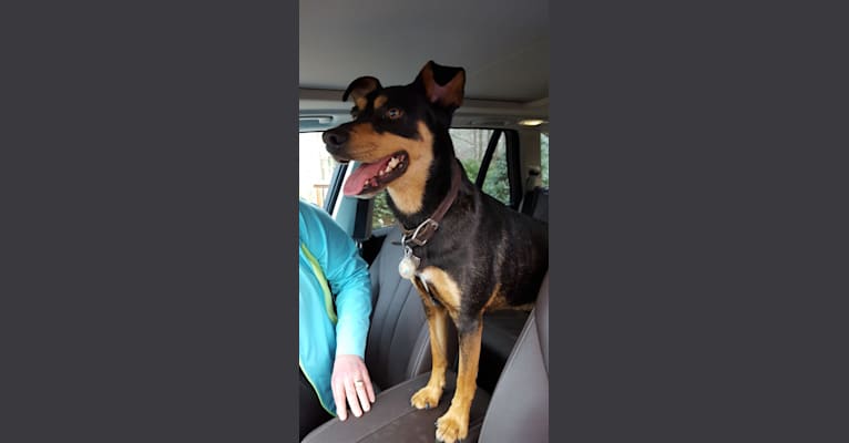 Enzo, a Miniature Pinscher and Border Collie mix tested with EmbarkVet.com