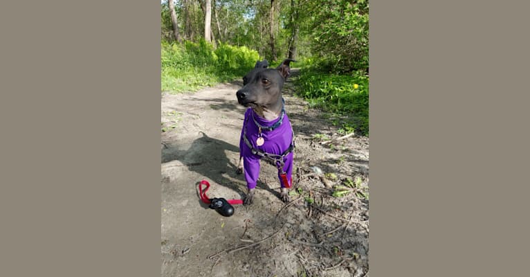 Dante, an American Hairless Terrier tested with EmbarkVet.com