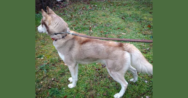 Calister Kennon, a Siberian Husky tested with EmbarkVet.com