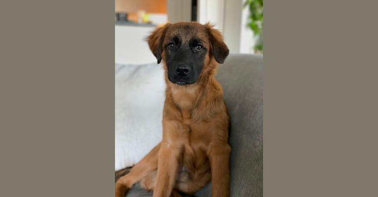 Bowie, an American Village Dog and Chow Chow mix tested with EmbarkVet.com