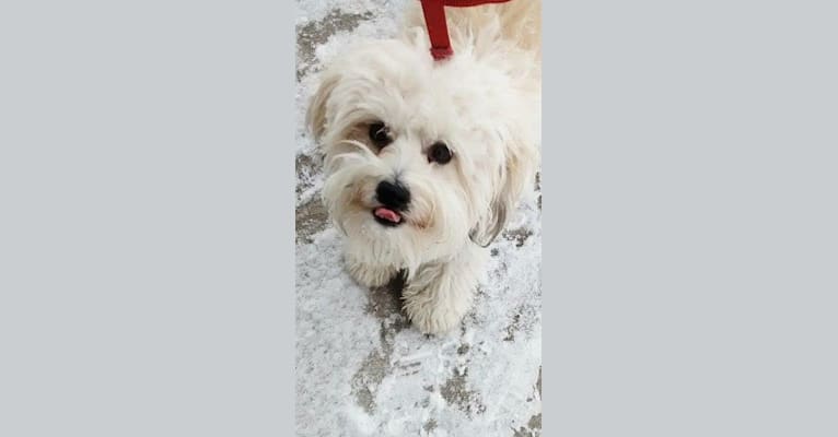 Maxx, a Havanese and Bichon Frise mix tested with EmbarkVet.com