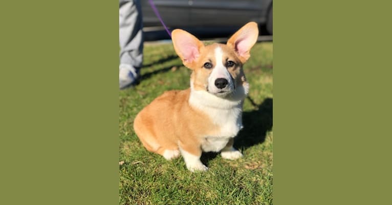 Bailey, a Pembroke Welsh Corgi tested with EmbarkVet.com