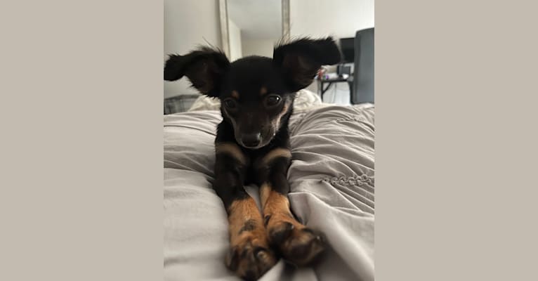 Emi, a Chihuahua and Rat Terrier mix tested with EmbarkVet.com