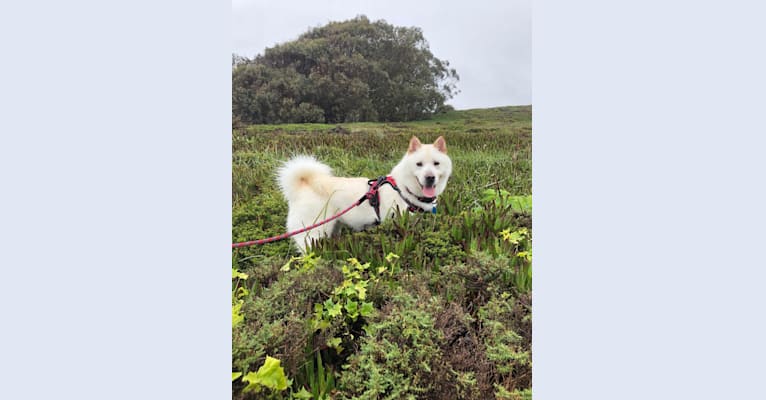 Miso, an East Asian Village Dog and Alaskan Malamute mix tested with EmbarkVet.com