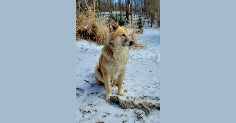 Nelson, an Arabian Village Dog tested with EmbarkVet.com