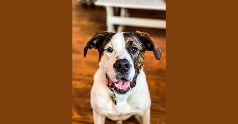 Benji, an American Bulldog and Australian Shepherd mix tested with EmbarkVet.com