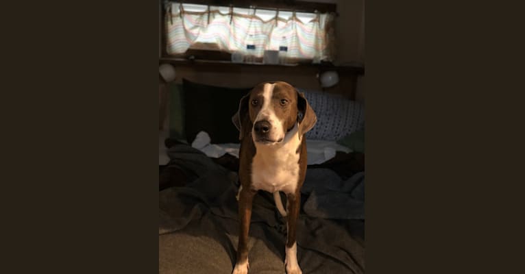 Nashville, a Coonhound and Mixed mix tested with EmbarkVet.com