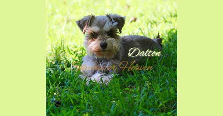 HEAVEN'S DALTON VON LONGBACH, a Miniature Schnauzer tested with EmbarkVet.com