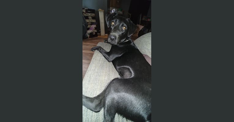 Revel, a Labrador Retriever and American Pit Bull Terrier mix tested with EmbarkVet.com